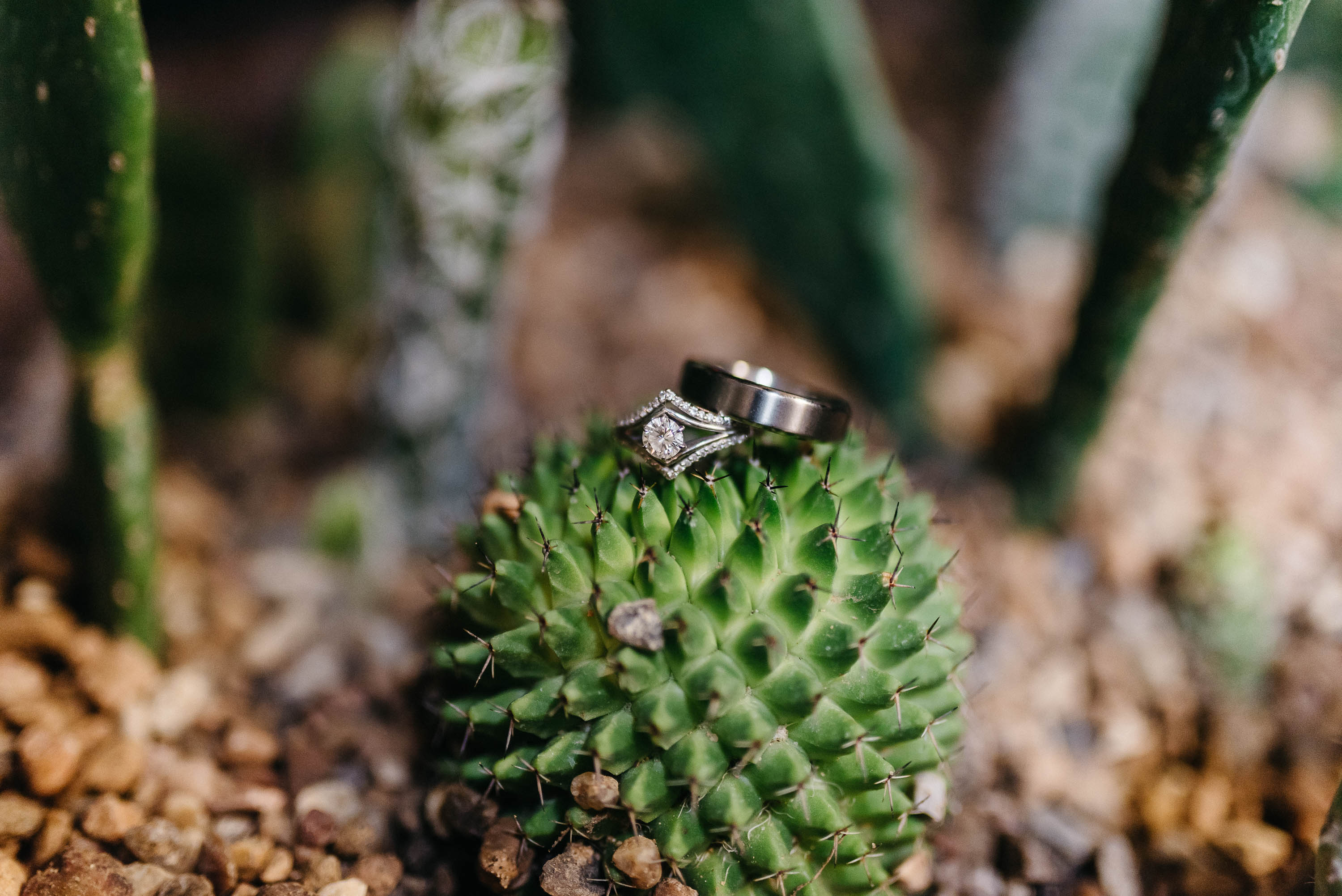Wedding Ring Shot Cactus